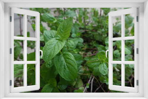 Fototapeta Naklejka Na Ścianę Okno 3D - Mint (Mentha piperita) is a type of aromatic herbal plant that produces essential oils.