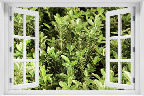 Fototapeta Naklejka Na Ścianę Okno 3D - Euonymus Japonicus plants in the garden