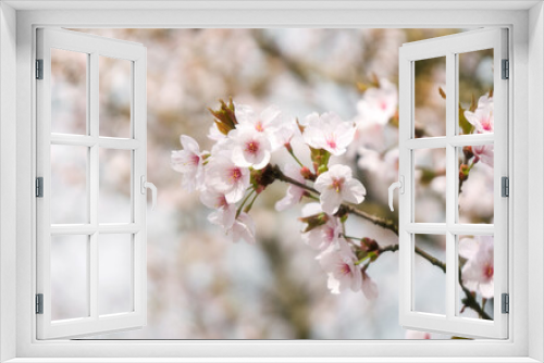 Fototapeta Naklejka Na Ścianę Okno 3D - That life flower spring blossom