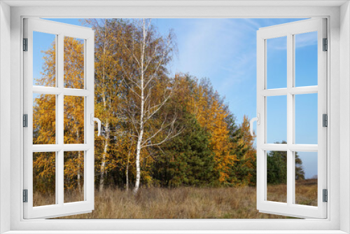 Fototapeta Naklejka Na Ścianę Okno 3D - autumn woods at home