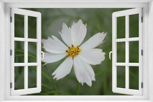 Fototapeta Naklejka Na Ścianę Okno 3D - CLose up of white flower