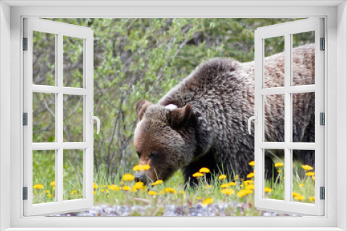 Fototapeta Naklejka Na Ścianę Okno 3D - Grizzly Bear walking in grass eating dandelions on bright sunny day. close up