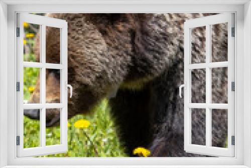Fototapeta Naklejka Na Ścianę Okno 3D - Grizzly Bear walking in grass eating dandelions on bright sunny day