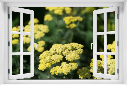 Fototapeta Naklejka Na Ścianę Okno 3D - yellow flowers (achillea millefolium)