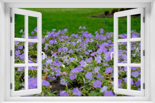 Fototapeta Naklejka Na Ścianę Okno 3D - field of beautiful purple flowers