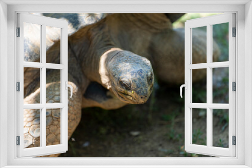 Fototapeta Naklejka Na Ścianę Okno 3D - African spurred tortoise head shot.