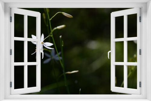 Fototapeta Naklejka Na Ścianę Okno 3D - Kwitnąca na górskich łąkach pajęcznica gałęzista (Anthericum ramosum)