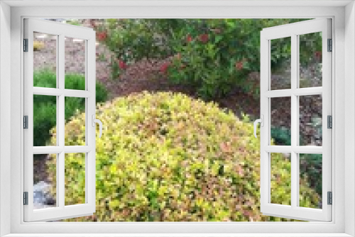 Fototapeta Naklejka Na Ścianę Okno 3D - large bright yellow Bush Spiraea japonica Golden Princess cut in the shape of a round ball. Spring coloring foliage. Mulched flower bed in the garden.Topiary plant