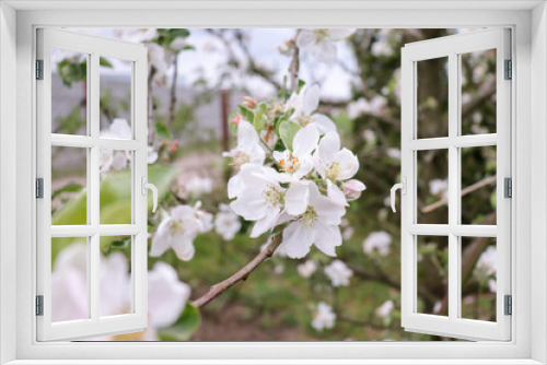 Fototapeta Naklejka Na Ścianę Okno 3D - kwiat jabłoni