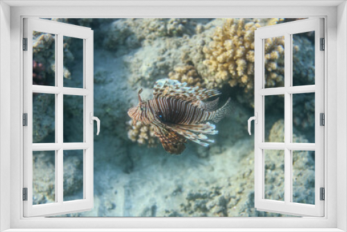 Fototapeta Naklejka Na Ścianę Okno 3D - Underwater World of the Re Sea Coral Reef near Marsa Alam city, Egypt