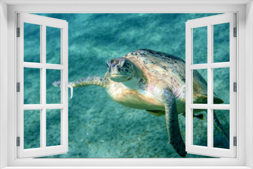 Fototapeta Naklejka Na Ścianę Okno 3D - Big Red Sea Turtles near the Marsa Alam Beach Beach, Egypt 