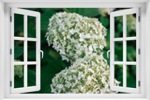 Fototapeta Naklejka Na Ścianę Okno 3D - White hydrangea and green leaves. Lush flowers.