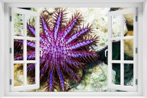 Fototapeta Naklejka Na Ścianę Okno 3D - Starfish Background Very Cool