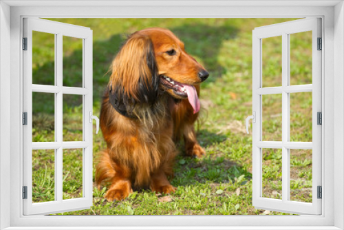 Fototapeta Naklejka Na Ścianę Okno 3D - Red long-haired dachshund