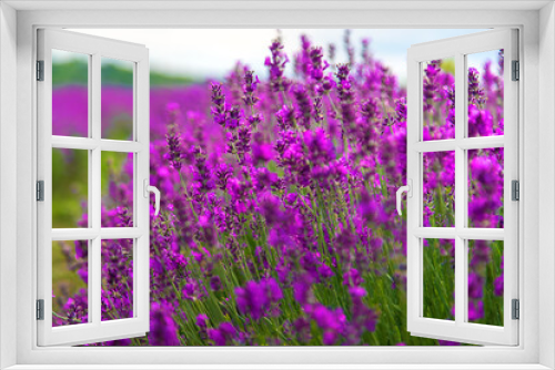 Fototapeta Naklejka Na Ścianę Okno 3D - Lavender blossoms in a beautiful background field. Selective focus.