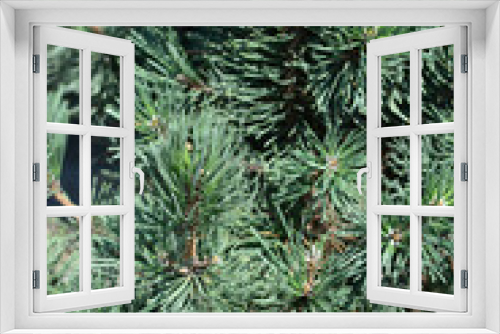 Fototapeta Naklejka Na Ścianę Okno 3D - Dwarf mountain pine Mops