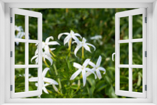 Fototapeta Naklejka Na Ścianę Okno 3D - Jasminum azoricum