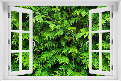 Fototapeta Naklejka Na Ścianę Okno 3D - Green christmas background. Thuja branches occidentalis.