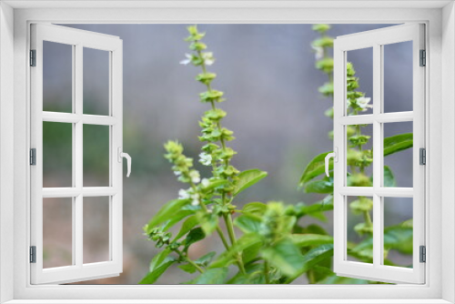 Fototapeta Naklejka Na Ścianę Okno 3D - Basilic en fleur