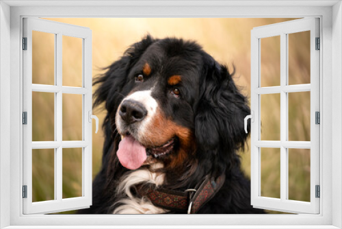 Fototapeta Naklejka Na Ścianę Okno 3D - bernese mountain dog