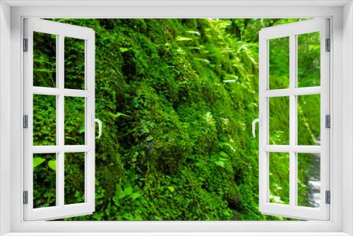 Fototapeta Naklejka Na Ścianę Okno 3D - 美しい緑の苔むす石垣