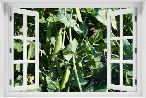 Fototapeta Naklejka Na Ścianę Okno 3D - Green peas grow garden. Pods of young green peas growing on a bed.