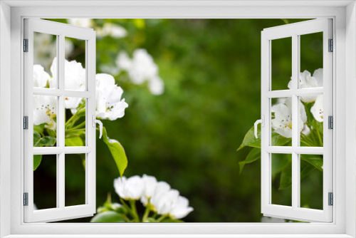 Fototapeta Naklejka Na Ścianę Okno 3D - Blossoming apple tree branch panoramic fruit garden blossom