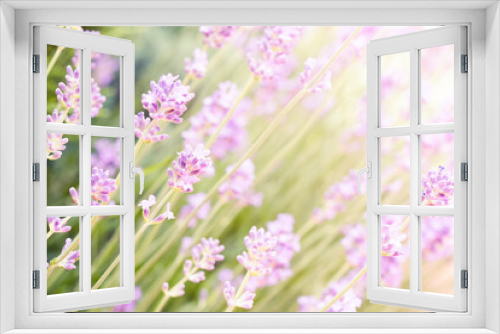 Fototapeta Naklejka Na Ścianę Okno 3D - Lavender flowers on a sunny day