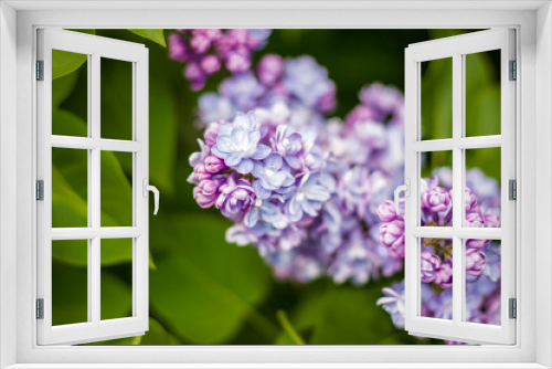 Fototapeta Naklejka Na Ścianę Okno 3D - Beautiful and fragrant lilac in the garden. Close-up with a copy of the space, using the natural landscape as the background. Natural wallpaper. Selective focus.