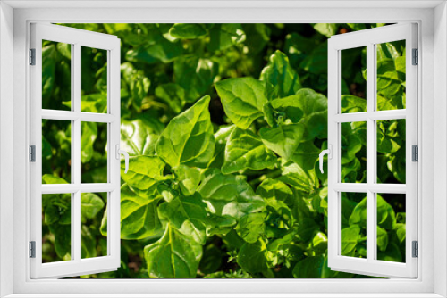 Fototapeta Naklejka Na Ścianę Okno 3D - malabar spinach plant growing in organic vegetable garden