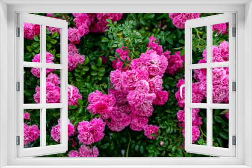 Fototapeta Naklejka Na Ścianę Okno 3D - a wall of pink roses in bloom