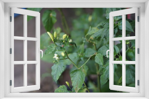 Fototapeta Naklejka Na Ścianę Okno 3D - chili tree