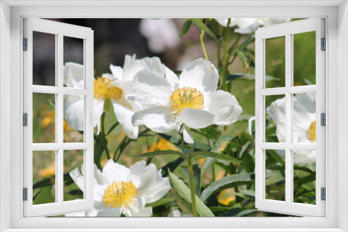 Fototapeta Naklejka Na Ścianę Okno 3D - White flowers of Paeonia lactiflora (cultivar Moon of Nippon). Flowering peony in garden