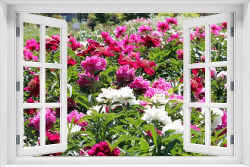 Fototapeta Naklejka Na Ścianę Okno 3D - Blooming field of colorful peonies in summer garden