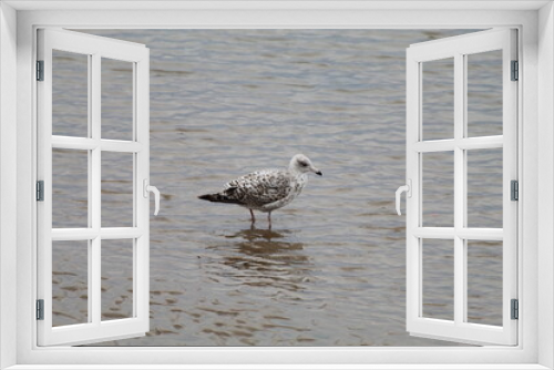 Fototapeta Naklejka Na Ścianę Okno 3D - A beautiful image of a wild seagull bird on the coast at Crosby Beach. This photo was taken when the tide was out.