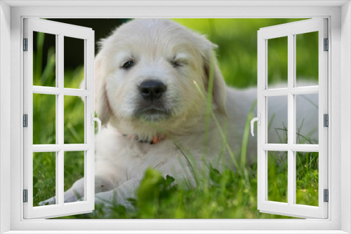 Fototapeta Naklejka Na Ścianę Okno 3D - Beautiful white golden retriever puppy outside on the grass.
