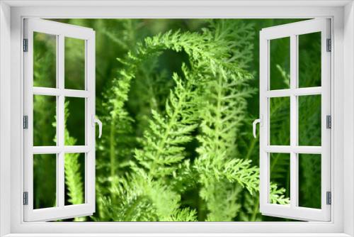 Fototapeta Naklejka Na Ścianę Okno 3D - Nature background. Green leaf pattern texture abstract background. Natural beauty. Modern design. Yarrow ordinary