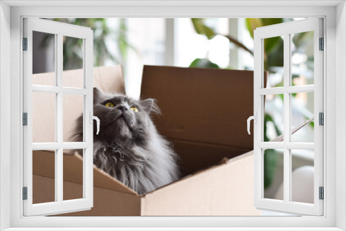 Fototapeta Naklejka Na Ścianę Okno 3D - Cute fluffy grey cat sitting inside cardboard box looking up