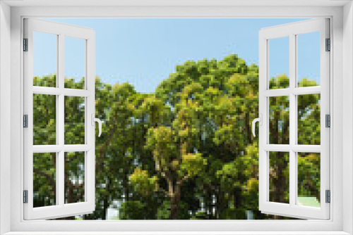 Fototapeta Naklejka Na Ścianę Okno 3D - 木々の緑と青空
