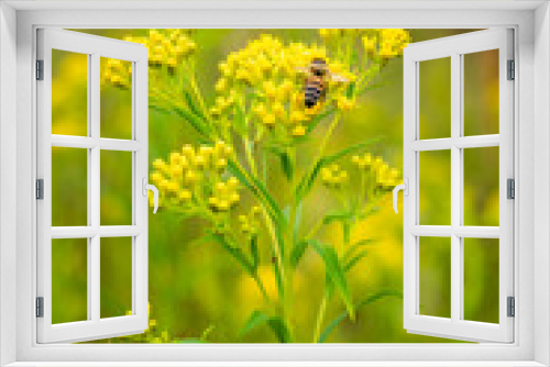 Fototapeta Naklejka Na Ścianę Okno 3D - bee on yellow flower