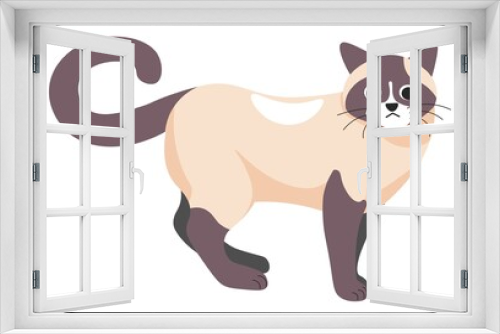 Fototapeta Naklejka Na Ścianę Okno 3D - Siamese kitten, feline animal cat domestic pet