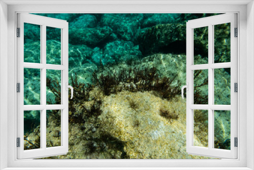 Fototapeta Naklejka Na Ścianę Okno 3D - Unterwasser - unter der Wasseroberfläche - Unterwasserwelt - Korallen - Algen