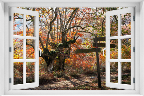 Fototapeta Naklejka Na Ścianę Okno 3D - Signpost in autumn forest