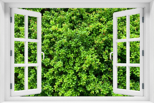 Fototapeta Naklejka Na Ścianę Okno 3D - Natural Green Garden Texture - Banner Background	