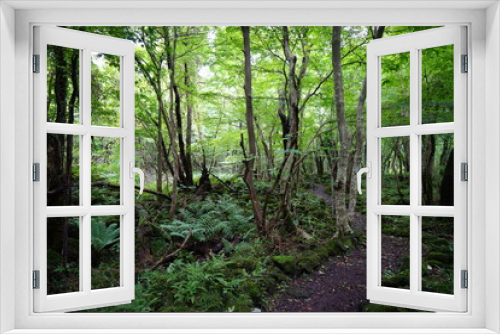 Fototapeta Naklejka Na Ścianę Okno 3D - summer forest path through mossy rocks and old trees