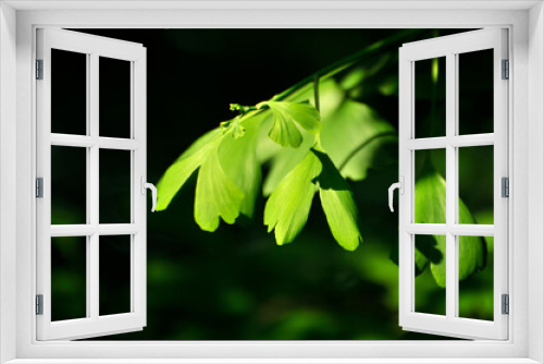 Fototapeta Naklejka Na Ścianę Okno 3D - green ginkgo leaves in spring