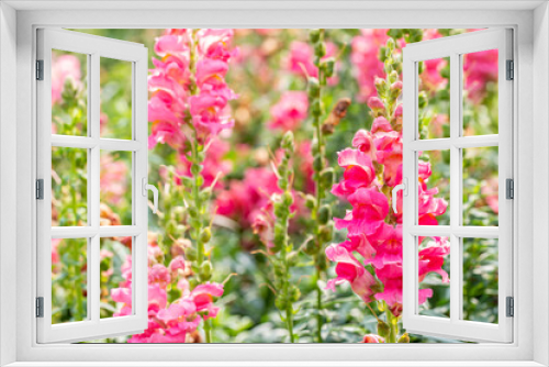 Fototapeta Naklejka Na Ścianę Okno 3D - Pink Snapdragon flowers.