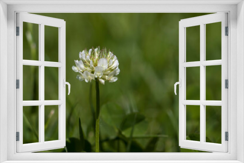 Fototapeta Naklejka Na Ścianę Okno 3D - White clover flower. Clover white creeping.