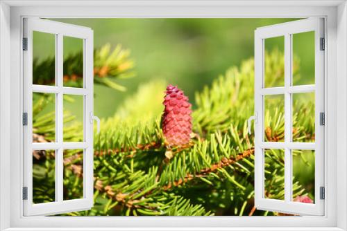 Fototapeta Naklejka Na Ścianę Okno 3D - The wild spruce in the forest blossomed in spring, High Tatras, Slovakia. 