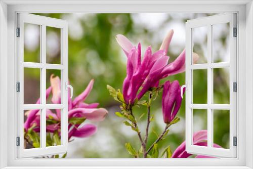 Fototapeta Naklejka Na Ścianę Okno 3D - Magnolia vivid pink flowers branch with green leaves close-up on blurred background. Big flowers in spring, nature photography